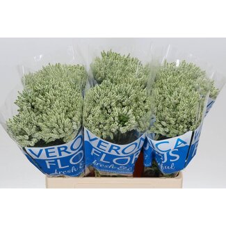 Freshy Veronica Ereprijs “Smart Wave” | Kleur: Wit | Lengte ± 60 centimeter | Per 20 stelen verse bloemen