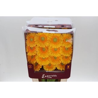 Freshy Gerbera Gr Aqua “Captiva” | Kleur: Geel | Lengte ± 45 centimeter | Per 15 verse bloemen