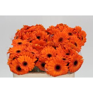 Freshy Germini Aqua “Allure” | Kleur: Oranje | Lengte ± 50 centimeter | Per 20 verse bloemen