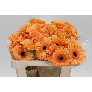 Freshy Gerbera “Jetset” | Kleur: Oranje | Lengte ± 50 centimeter | Per 10 verse bloemen