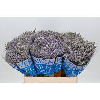 Freshy Veronica Ereprijs “Smart Splash” | Kleur: Paars | Lengte ± 60 centimeter | Per 20 stelen verse bloemen