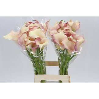 Freshy Zantedeschia Calla “Blushing Lady” | Kleur: Geel | Lengte ± 70 centimeter | Per 10 verse bloemen
