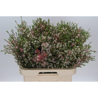 Freshy Chamelaucium Waxflower “My Sweet 16” | Kleur: Wit | Lengte ± 70 centimeter | Per 25 verse bloemen