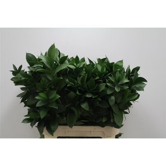 Freshy Ruscus Hypophyllum Muizendoorn | Kleur: Groen | Lengte ± 80 centimeter | Per 50 takken