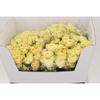 Freshy Trosroos “Bandolero” | Kleur: Geel | Lengte ± 60 centimeter | Per 10 verse bloemen