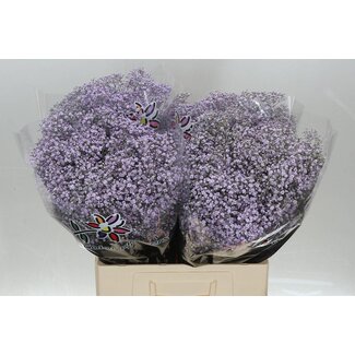 Freshy Gypsophila Gipskruid “Million” | Kleur: Kleurbehandeld Milkapaars | Lengte ± 60 centimeter | Per 25 stelen verse bloemen