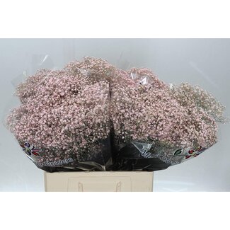 Freshy Gypsophila Gipskruid “Million” | Kleur: Kleurbehandeld Licht Roze | Lengte ± 60 centimeter | Per 25 stelen verse bloemen