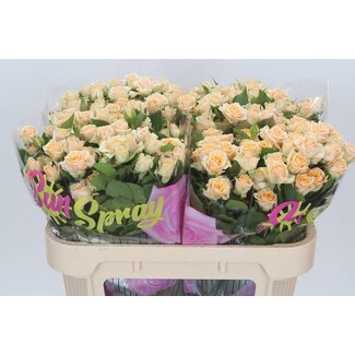 Freshy Trosroos “Trinity” | Kleur: Oranje | Lengte ± 70 centimeter | Per 10 verse bloemen