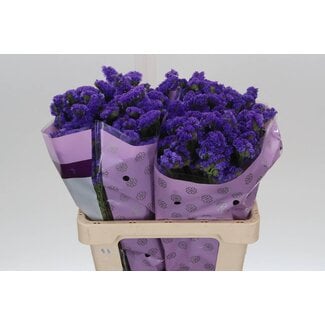 Freshy Limonium S Acqua Su Birds