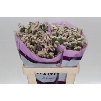 Freshy Limonium Statice Sinuata “Apricot Sun Birds” | Kleur: Roze | Lengte ± 60 centimeter | Per 25 stelen verse bloemen