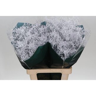 Freshy Limonium Kleurbehandeld “Skylight White” | Kleur: Wit | Lengte ± 70 centimeter | Per 25 stelen verse bloemen