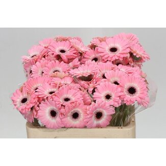 Freshy Germini Aqua “Dixon” | Kleur: Roze | Lengte ± 50 centimeter | Per 20 verse bloemen