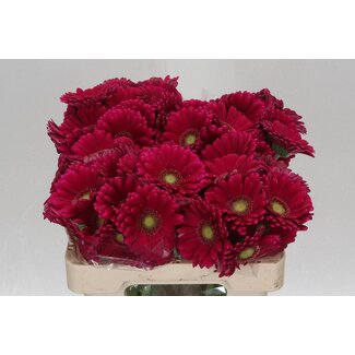 Freshy Germini Aqua “Vivian” | Kleur: Paars Rood | Lengte ± 50 centimeter | Per 20 verse bloemen