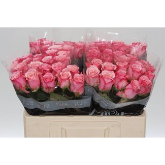 Freshy Grootbloemige Roos “Ramonda” | Kleur: Roze | Lengte ± 50 centimeter | Per 20 verse bloemen