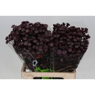 Freshy Astrantia Groot Zeeuws Knoopje “Star Of Love” | Kleur: Rood | Lengte ± 60 centimeter | Per 25 stelen verse bloemen