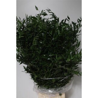 Freshy Lange Ruscus Muizendoorn | Kleur: Groen | Lengte ± 100 centimeter | 5 takken per bos | Per 5 bossen