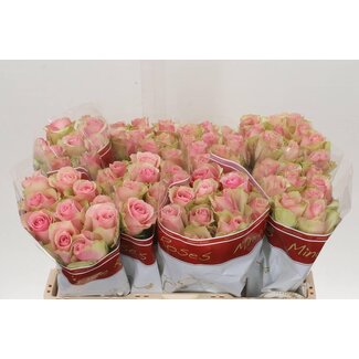 Freshy Grootbloemige Roos “Belle Rose” | Kleur: Roze | Lengte ± 50 centimeter | Per 10 verse bloemen