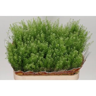 Freshy Lepidium Green Bell