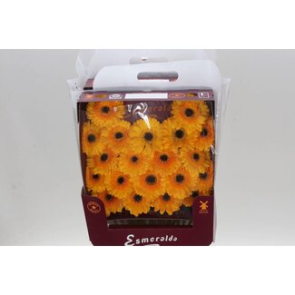 Freshy Gerbera Davidson Mi Aqua | Kleur: Geel | Lengte ± 45 centimeter | Per 20 verse bloemen