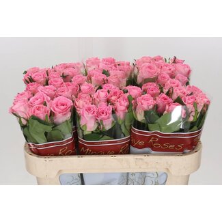 Freshy Grootbloemige Roos “Seductive” | Kleur: Roze | Lengte ± 70 centimeter | Per 10 verse bloemen