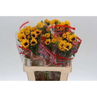 Freshy Helianthus Sunova