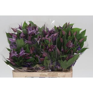Freshy Clematis “Amazing Rome” | Kleur: Blauw | Lengte ± 60 centimeter | Per 10 stelen verse bloemen