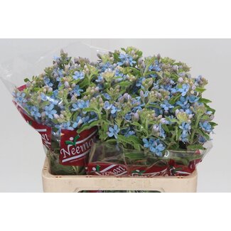 Freshy Tanacetum Pure Blue | Kleur: Blauw | Lengte ± 60 centimeter | Per 25 stelen verse bloemen