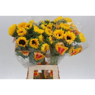 Freshy Helianthus An Orange Fire