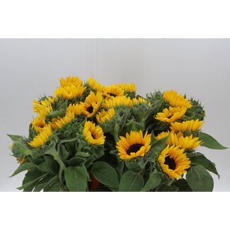 Freshy Helianthus Zonnebloem “Sunrich Orange” | Kleur: Geel | Lengte ± 60 centimeter | Per 10 verse bloemen