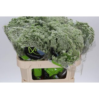 Freshy Ammi vis Casablanca