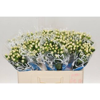Freshy Hypericum “Coco Uno” | Kleur: Wit | Lengte ± 50 centimeter | Per 20 stelen verse bloemen