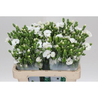 Freshy Trosanjer “Soland Calmfly” | Enkelbloemig Hollands | Kleur: Wit | Lengte ± 60 centimeter | Per 30 verse bloemen