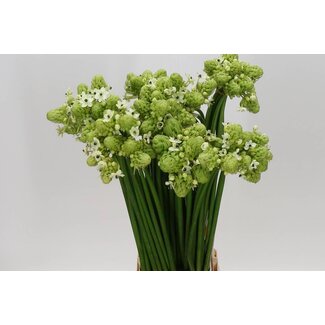Freshy Ornithogalum Saundersiae | Kleur: Groen | Lengte ± 85 centimeter | Per 20 stelen verse bloemen
