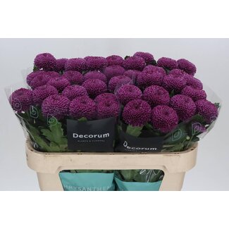 Freshy Deco Chrysanthemum Chrysant “Roxo” | Kleur: Paars | Lengte ± 70 centimeter | Per 10 verse bloemen
