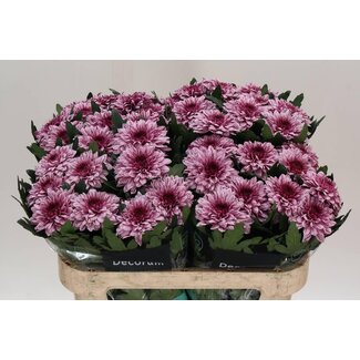 Freshy Chrysant deco Pip
