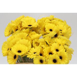 Freshy Germini Aqua “Sunshine” | Kleur: Geel | Lengte ± 50 centimeter | Per 20 verse bloemen