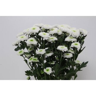 Freshy Troschrysant Chrysanthemum “Daydream” | Kleur: Wit | Lengte ± 70 centimeter | Per 10 stelen verse bloemen