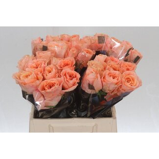 Freshy Grootbloemige Roos “Charming Reeva” | Kleur: Roze | Lengte ± 40 centimeter | Per 20 verse bloemen