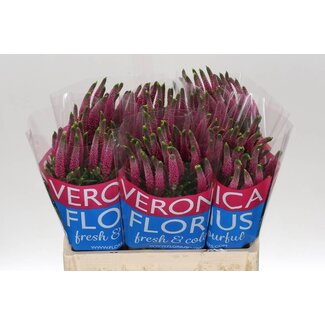 Freshy Veronica “Smart Artist” | Kleur: Roze | Lengte ± 60 centimeter | Per 25 stelen verse bloemen