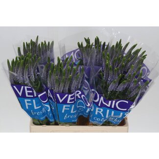 Freshy Veronica “Smart June” | Kleur: Blauw | Lengte ± 60 centimeter | Per 25 stelen verse bloemen