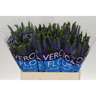 Freshy Veronica “Smart Diana” | Kleur: Blauw | Lengte ± 60 centimeter | Per 25 stelen verse bloemen