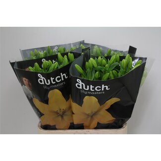 Freshy Lelie Longiflorum x Aziatische Lelie Aqua “Nashville” | Kleur: Geel | Lengte ± 90 centimeter | Per 10 stelen verse bloemen