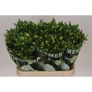 Freshy Alstroemeria White Swan