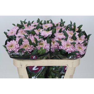 Freshy Deco Chrysanthemum Chrysant “Rossano” | Kleur: Roze | Lengte ± 70 centimeter | Per 10 verse bloemen