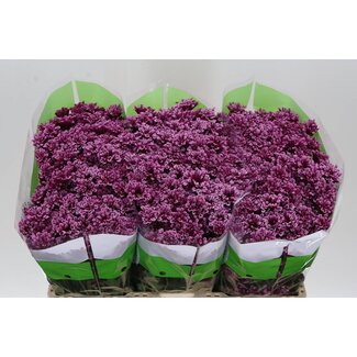 Freshy Chrysanthemum Chrysant Santini “Miri” | Kleur: Paars | Lengte ± 55 centimeter | Per 25 stelen verse bloemen
