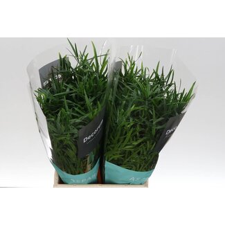 Freshy Asparagus Falcatus