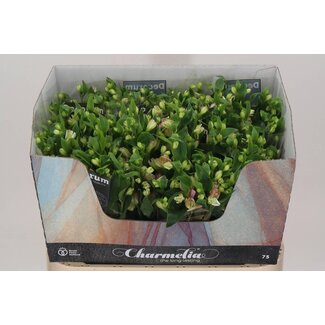 Freshy Alstroemeria Fl “Charmelia” | Kleur: Roze | Lengte ± 75 centimeter | Per 10 stelen verse bloemen