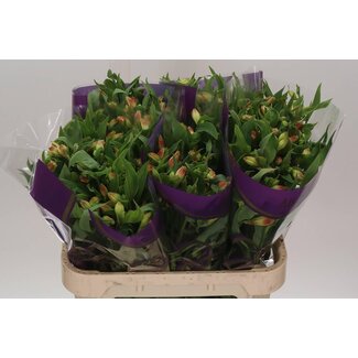 Freshy Alstroemeria “Bali” | Kleur: Geel | Lengte ± 75 centimeter | Per 10 stelen verse bloemen