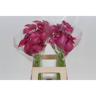 Freshy Zantedeschia Pink Jewel