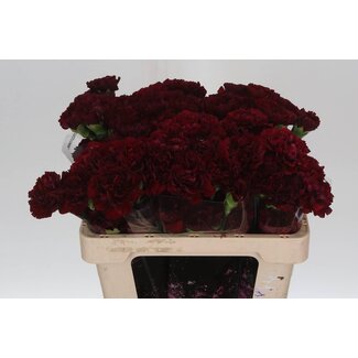 Freshy Korte Anjer “Zurigo” | Kleur: Rood | Lengte ± 55 centimeter | Per 20 verse bloemen